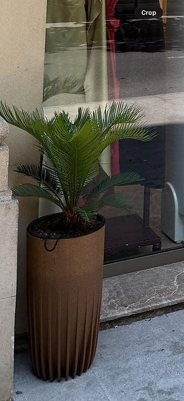 Çilçıraqlar: Çılçıraq, 5 lampa, Metal — 3