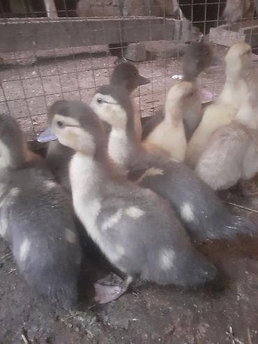 ucuz toyuq satisi: Erkək, | Macar, Damazlıq, Ünvandan götürmə — 9