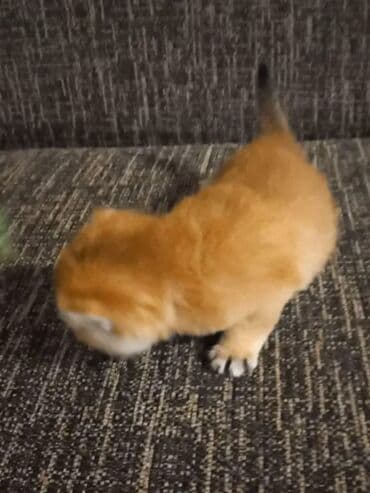 pişiy əşyaları: Britan, Dişi — 3