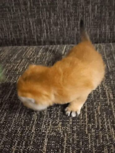 pişiy adları: Britan, Dişi — 2