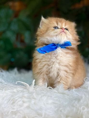 ev itler: Fars — 2