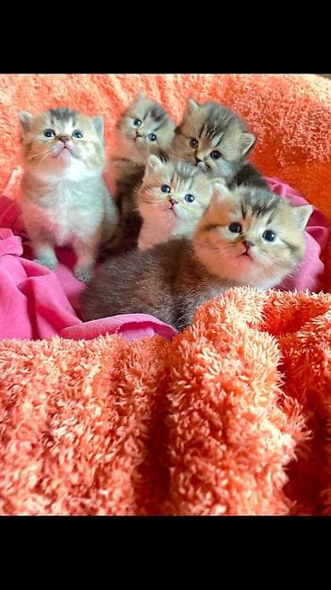 şirin pişiklər: Qızıl şinşilla — 1