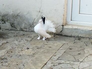 Pavlinlər satılır. heyvanlar Cəlilabaddadir. Bakıya göndərmək lalafo.az -da Pavlinlər satılır. heyvanlar Cəlilabaddadir. Bakıya göndərmək