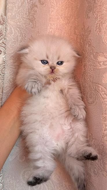 Colorpoint chinchilla dişi 🤍 — 2