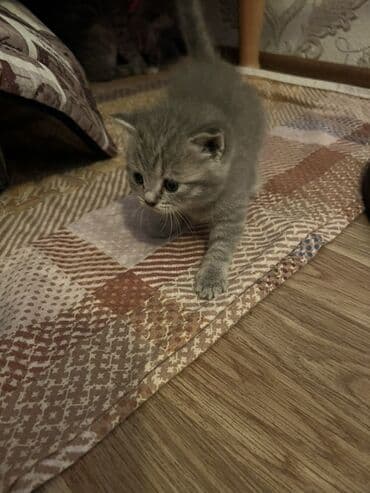 maykonq pişik: Britan, Erkək, Dişi, Ünvandan götürmə — 8