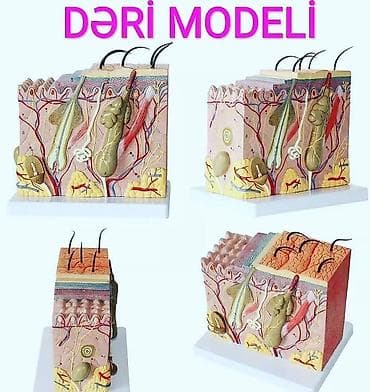 Tibbi geyim: 3d deri anatomi̇k modeli̇.
Nomre ile elaqe saxlaya bilərsiniz — 1