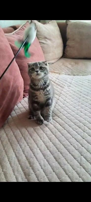 Şotland yastı qulaq, Erkək