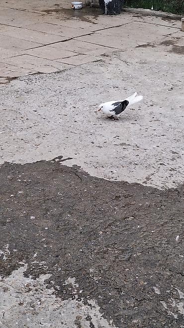 hesterxan qusu: Mayadi Bakidadi Məhsul: Ev göyərçinləri (ağ və ağ-qara rənglər) — 5