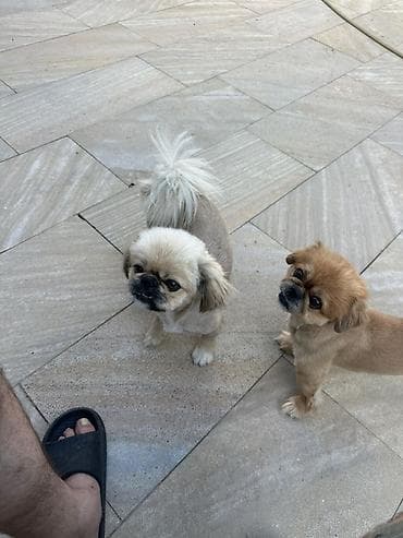 heyvan bazari: Pekines — 2