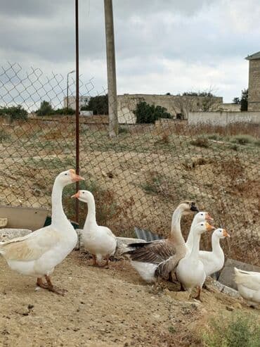 2 ayliq cuceler: Erkək, Ətlik, Ünvandan götürmə — 2