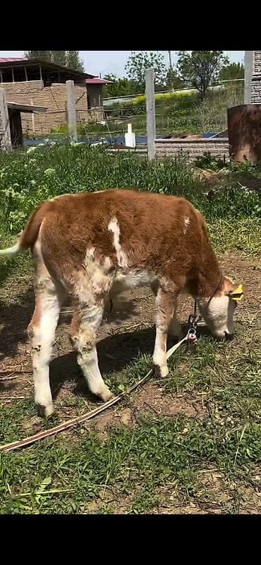 симентал: 2 baş simmental tipli dana - Növ: ətlik-südlük istiqamətli simmental — 7