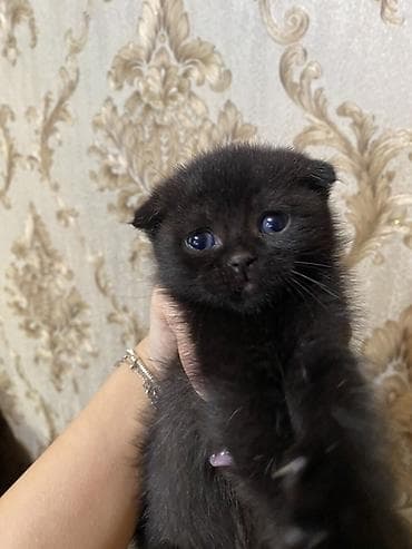 Кошки: Шотладская вислоухая — 3