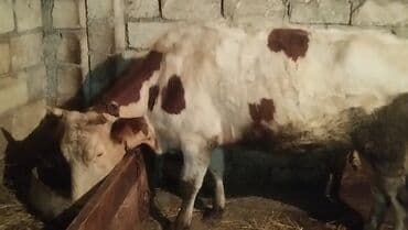 K/t heyvanları üçün mallar: Dişi, Simental, il: 6, Südlük, Ünvandan götürmə — 4
