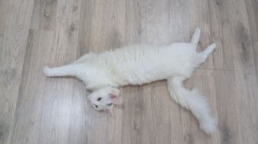 Gəmiricilər: Türk anqora, Yaxşı əllərə — 5