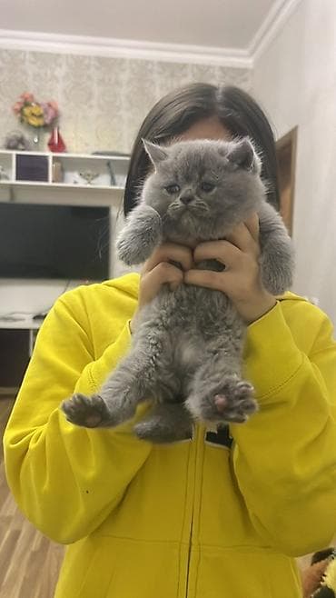шиншилла кошка цена: Британская — 1