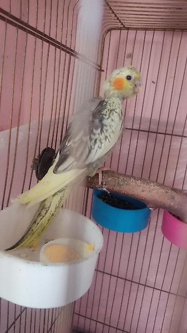Амадины: Nimfa (cockatiel) – nadir rəng çaları - Rəng: krem-sarı və boz — 4