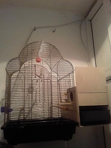 K/t heyvanları və malları: Qəfəs satilir, folluqlu yuva, agilli yem qabi, hammisi bir yerde 25 — 1