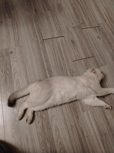 pişik yuvası: Şotland yastı qulaq, Erkək, Cütləşmə üçün — 3