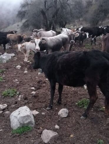 notebook ehtiyat hisseleri: Samsung Galaxy A05, 128 GB, rəng - Yaşıl, İki sim kartlı — 8