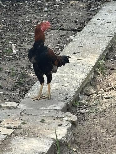 toy pudel mini: Xoruz, Heyratı, il: <1 — 6