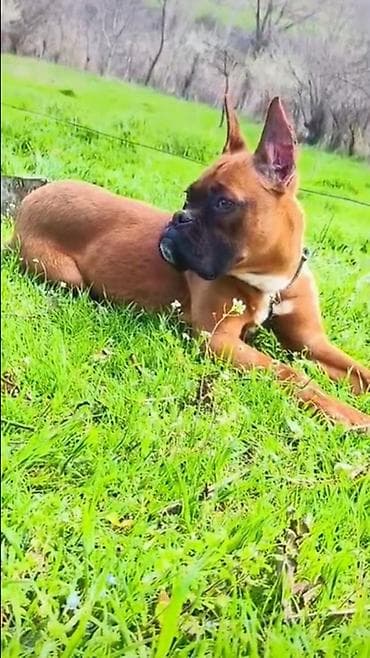 it qovan cihaz: Bokser — 5