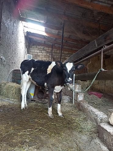 avcarka type 1: Dìşì 5 ayini kecib 40 lt Sud veren Ineyin balasidi Kabasdi buynuzssuz — 1