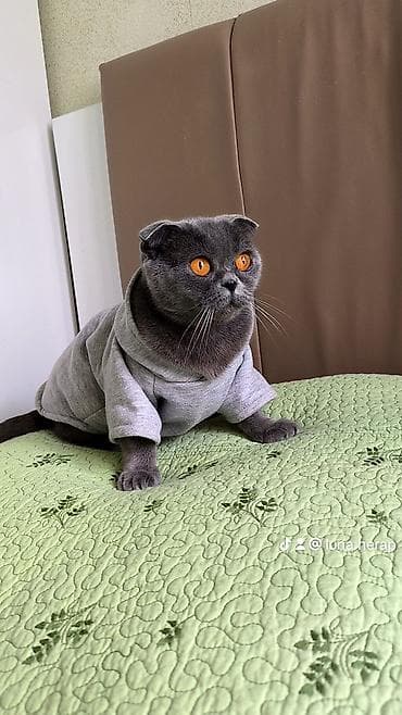 Животные: Шотладская вислоухая — 3