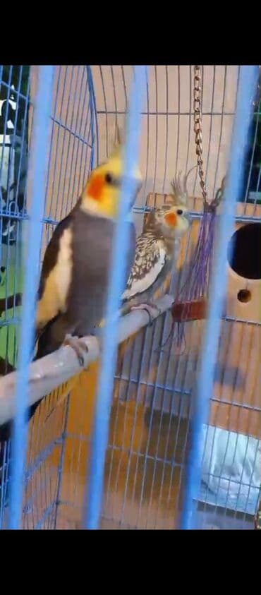 xamyak yuvası: Nimfa (Cockatiel) cütü və qəfəs dəsti - Növ: Nimfa tutuquşusu — 9