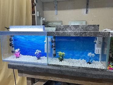 balıq tutmaq: Hazir ölcülərdə akvariumlar var Baliqlar var satişda Dekorlar — 7