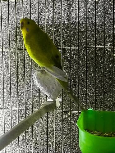 rainbow tutuquşu: Papuqaylar ‼️BARTER‼️ olunur satılmır — 2