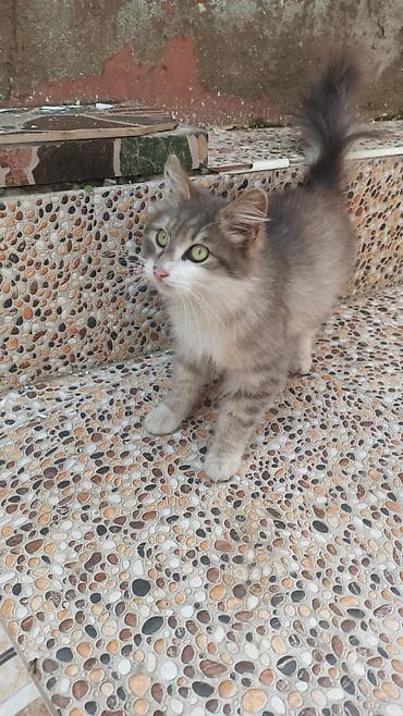 lalafo pisik: Uzun tüklü, boz-ağ rəng çalarda, yaşıl gözlü ev pişiyi. Yumşaq, sıx — 4