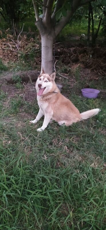 1 aylık doberman: Xaski, 1 il, Erkek, Peyvəndli, Pulsuz çatdırılma, Ödənişli çatdırılma — 5