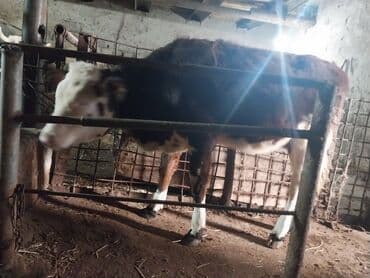 cins ineklerin satisi 2019: Dana, buzov, Dişi, ay: 8, Südlük — 3