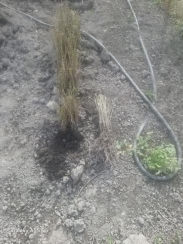 heserat yeyen bitki: Məhsul: Açıq köklü meyvə ağacı tingləri (şitillər) Təsvir: - Açıq — 5