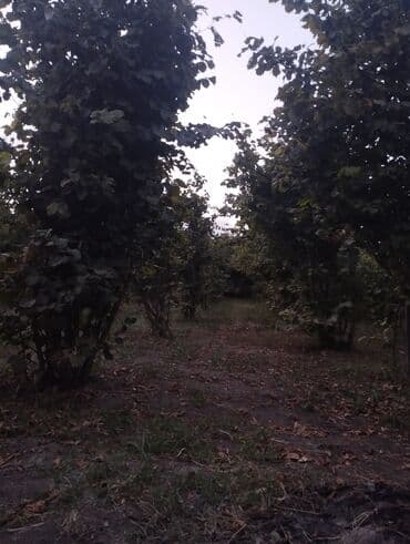 Çəngəllər: Fındıq bağçası – intensiv əkilili, səliqəli cərgələr vatsa əlaqə — 7