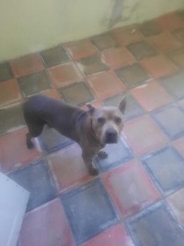 Pitbul, 6 ay, Dişi, Pulsuz çatdırılma