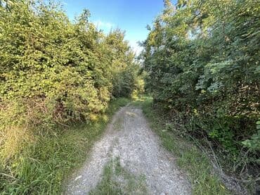 xacmazda findiq bagi satilir: Kənd təsərrüfatı — 7