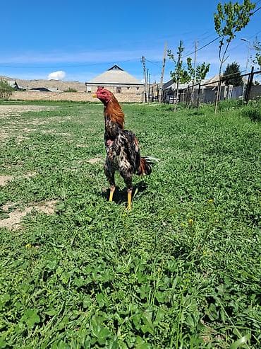 sotland pisik satisi: Sahibləndirilir — 5