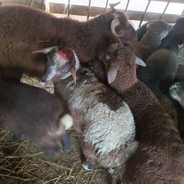 Salam hervaxdız xeyir saxlamlıq quzularm cxdı satqa isdiyen elaqe — 3