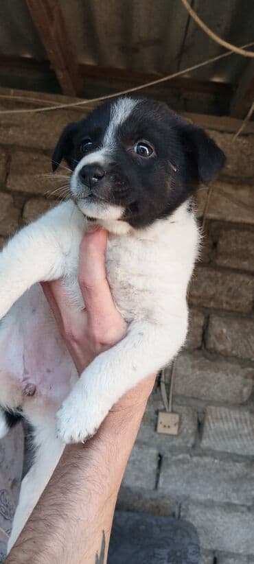 itlerin qirxilmasi: 1 ay, Erkek — 2