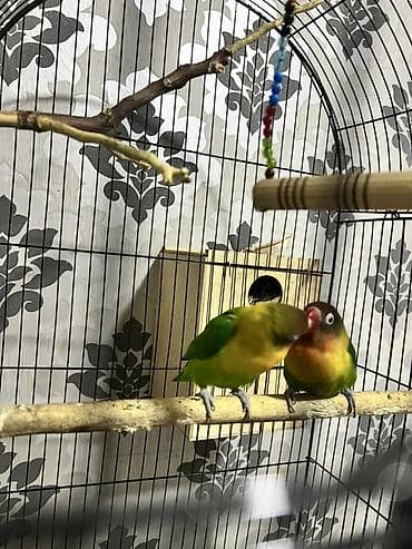 hind quşu cucesi: Fişher
Ərkey maya 
Problemsiz quşlardır — 1