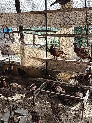 şəffaf su: Məhsul: Qırqovul (Canlı quş) Təsvir: - Növ: Qırqovul (uzun quyruqlu — 7