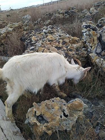 Cəpişlər coxdur munasib giymətə