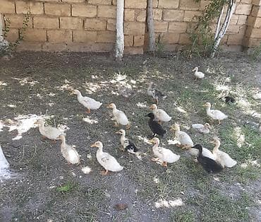 Ördəklər: Məhsul: pekin ördək balaları (qarışıq rəngli) Təsvir: - Təsvirlərdə — 2