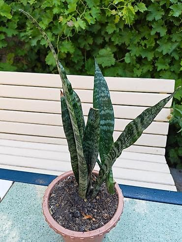 nokia yarpaq: Sukulent və otaq bitkiləri dəsti - Kaktus (Euphorbia/Serebrə bənzər — 4