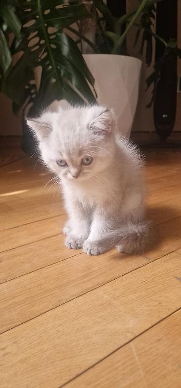 van pisiyi satilir: Britan — 4