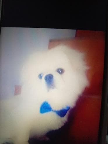Pekines, Sənədli — 1