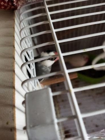 Salam təcili satilir pul lazmid deye cut 1 dəfə yumurtalayiblar alanda — 10