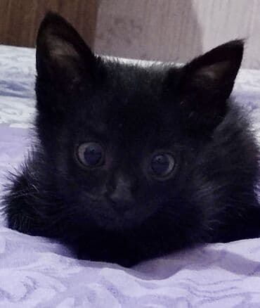 pulsuz verilir: Şotland, Erkək, Yaxşı əllərə, Pulsuz çatdırılma — 2