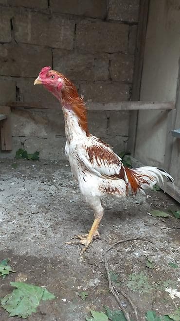 Aseel tipli xoruz 8 aylıqdı təmiz Qandı hələ banlamaxa başlamayıb — 6